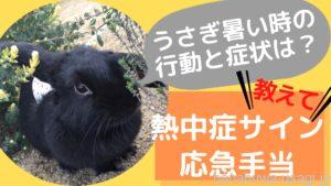 《熱中症サイン》うさぎ暑い時の行動と症状～応急手当のやり方も解説