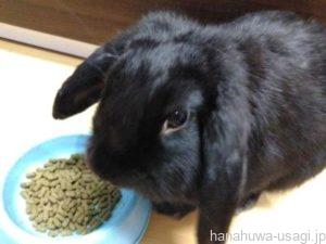 うさぎペレット量が多すぎる時のサインとは？