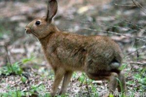 うさぎが普通のフン（硬糞）を食べる理由とは？