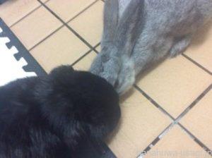 うさぎ眠たいと顎を床につけてウトウト