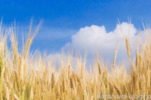 グルテン配合ペレットがうさぎに与える悪影響とは？