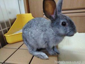 うさぎ盛り上がりが最高潮に達すると走り回りジャンプする