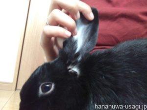 熱中症サイン①うさぎの耳が赤くなる