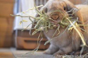 ハウス設置でメスうさぎは巣作り（偽妊娠）を始める恐れがある