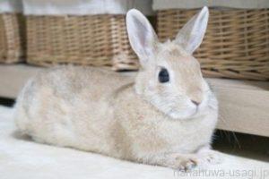 うさぎの肉垂（マフマフ）の大きさ「中サイズ」