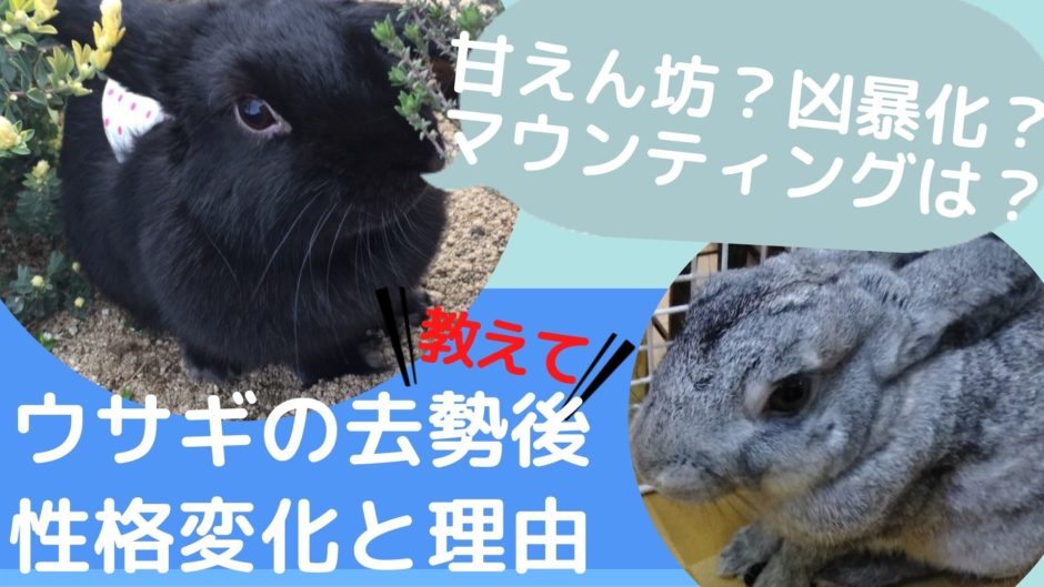 うさぎ去勢後の性格変化まとめ スプレー マウンティング 凶暴 手術前と後を比較紹介 Hanahuwaうさぎ うさぎ去勢後の性格変化まとめ スプレー マウンティング 凶暴 手術前と後を比較紹介 Hanahuwaうさぎ