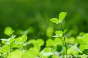 《栄養補給に最適》マメ科牧草の種類と特徴