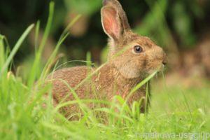 抱っこすると怒るし暴れる