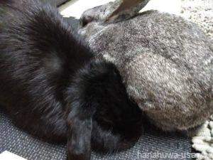 うさぎが顎を床につけてウトウトする…眠い