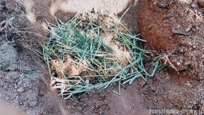 うさぎが散らかした牧草を堆肥に有効活用する