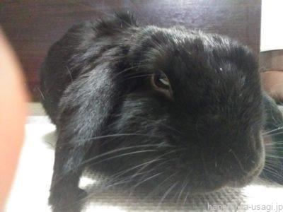 ホーランドロップの寿命は？