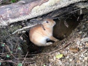 室内飼いうさぎは野生うさぎと違って暑さから逃げられない