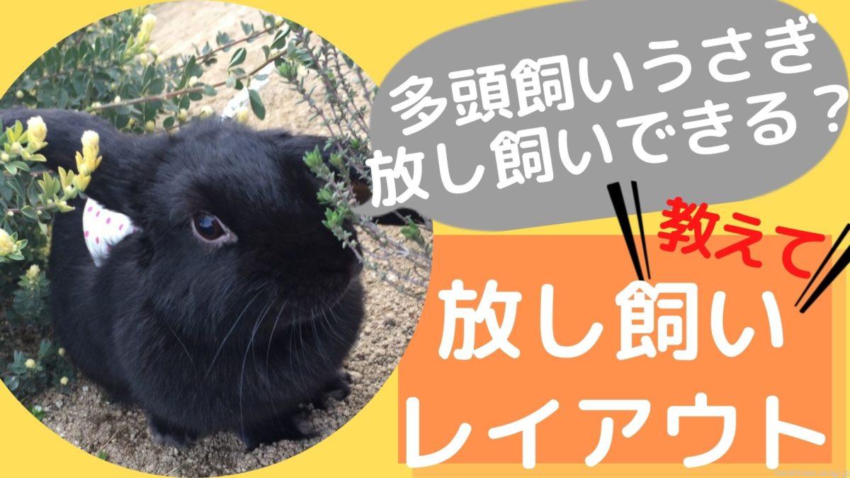 レイアウト 多頭飼いうさぎは放し飼いできる トイレは 我が家の2匹飼い部屋んぽ事情を紹介 Hanahuwaうさぎ