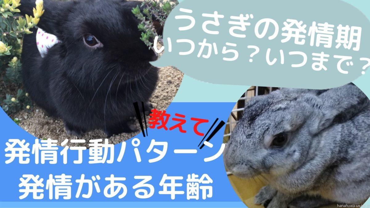 いつからいつまで うさぎの発情は何歳まで続く 発情始まり 終わりの行動も紹介 Hanahuwaうさぎ