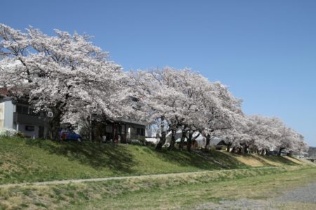 桜の木など自然木をうさぎ用かじり木の代用にする