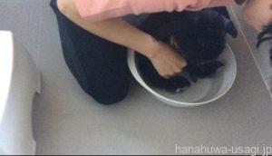 さぎをお風呂に入れる時は汚れた部分だけ洗う