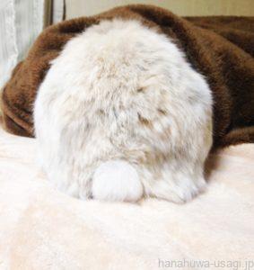 うさぎはお腹、足、耳、しっぽを触られるのが嫌い
