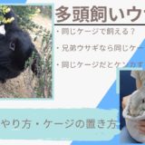 【大怪我…】うさぎは同じケージで多頭飼いできる?兄弟なら大丈夫?2匹飼いのやり方とケージ置き方を紹介