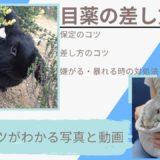 【動画あり】うさぎ目薬差し方のコツは?嫌がる暴れる時の点眼やり方を紹介