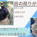 【闘病レポ】うさぎ目の周りが濡れてる原因・治療・経過とは?涙でベタベタになった時の体験談
