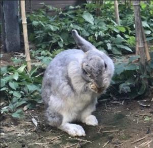 うさぎが耳を毛づくろいする（ティモテ）