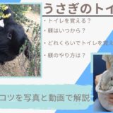 【成功体験】うさぎはトイレを覚える?しつけはいつから?トイレトレーニングのコツを解説します