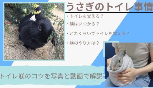 うさぎトイレ掃除のやり方と頻度 毎日必要 しないとどうなる 必要性を解説 Hanahuwaうさぎ