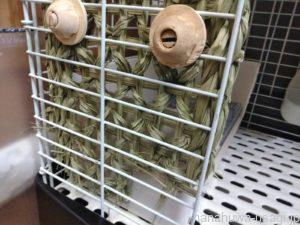 かじり木を食べるならわら素材を選ぶ