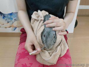 うさぎを膝の上で保定して強制給餌する写真
