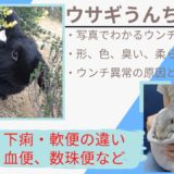 【うんこ写真集】うさぎの盲腸便と下痢と軟便の違いは?臭い糞、黒い糞、粘液便、盲腸便、タール便、血便…画像でうんちチェック!