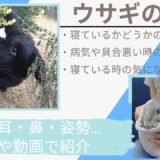 【写真でわかる】うさぎリラックスの寝方と具合悪い寝方の違いとは?寝る時の気になる仕草の意味と寝てるかどうかの判断方法を紹介