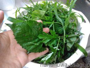 旬のハーブや野草は単調な食生活の良い刺激になる