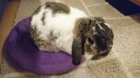 ロップイヤーのカラー「ブロークン」