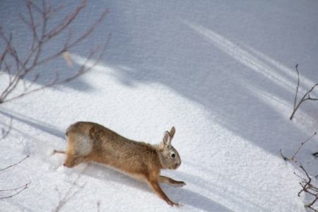 野生うさぎが雪の中でも元気に走り回れる理由