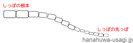 うさぎのしっぽの骨（尾椎の図）