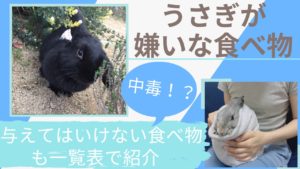 【不味い…】うさぎが嫌いな食べ物とは？食べさせてはいけないもの・与えてはいけない食べ物も徹底解説