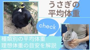【種類別】うさぎの平均体重はどれくらい？理想体型の目安・見分け方を徹底解説