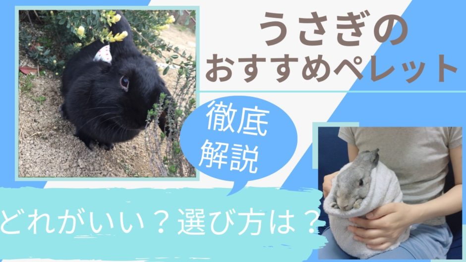 【健康重視】うさぎ用ペレットのおすすめランキング！選び方を愛玩動物飼養管理士が解説